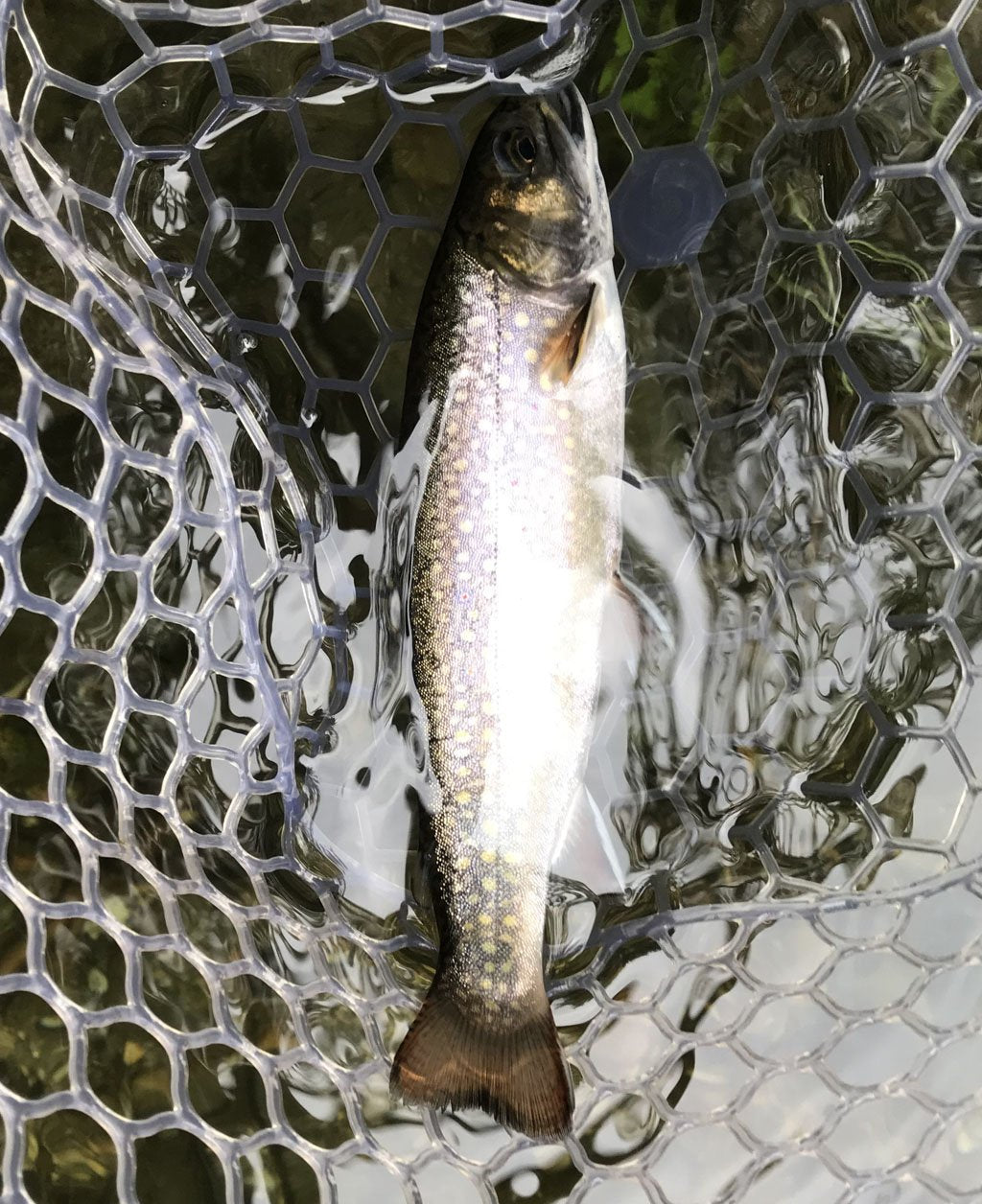 Trout - Reflections on Father's Day