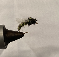z-wing caddis