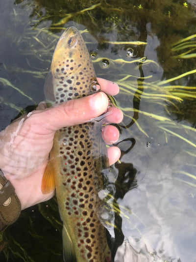 Swift River Tenkara
