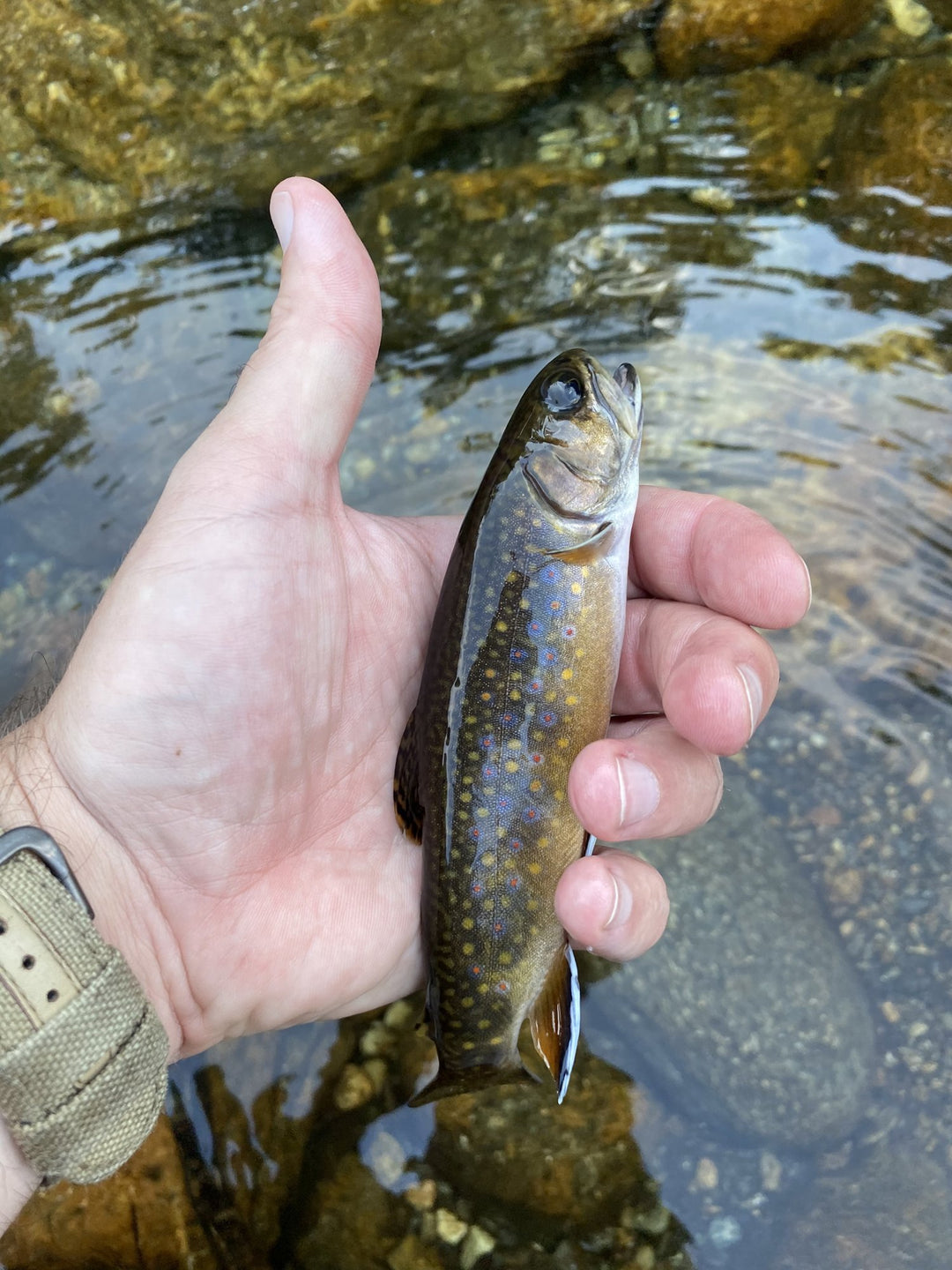 wild brook trout in the White Mountains of New Hampshire