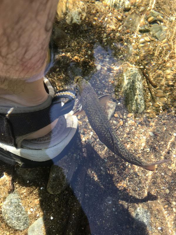 Clothing - The Brook Trout That Wore Sandals